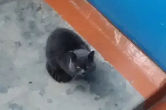 Найдена кошка Котик на ул. Свердлова, 129, Шадринск
