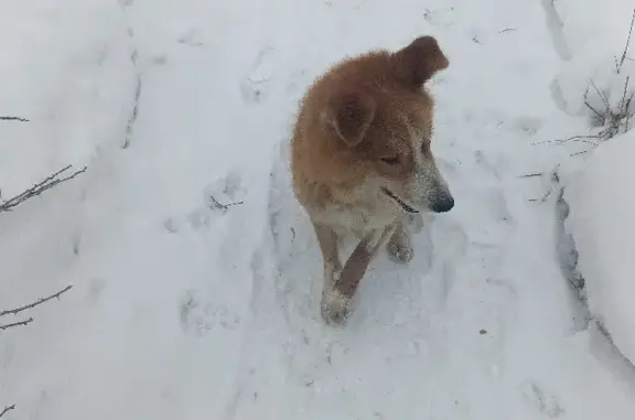 Найдена собака на Окуловской улице, Боровичи