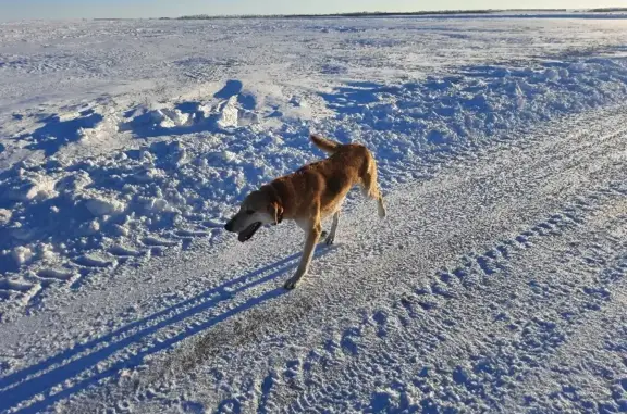 Пропала собака Палет в Хохольском районе Воронежской области