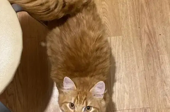 Кошки потеряшки, Санкт-Петербург, фото: Потеряшка кошка на Будапештской, СПб, ул. 4