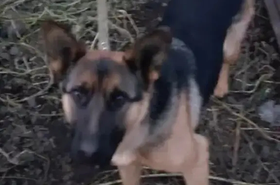 Пропала собака на улице Седова, 23 в Магнитогорске
