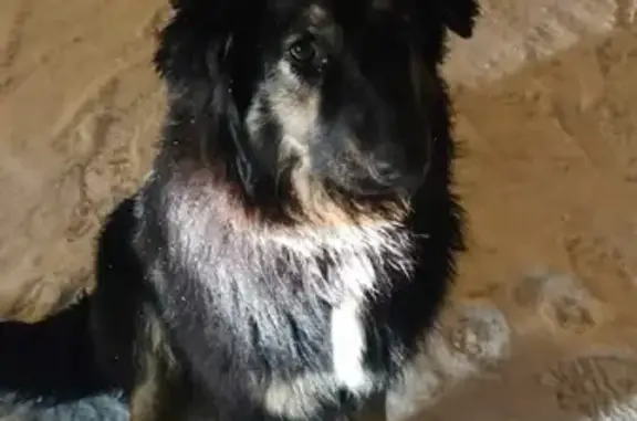 Собака найдена на пр. Ямашева, 98 в Казани
