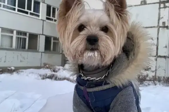 Пропала собачка Йорк Тимон на лыжной базе, Тольятти