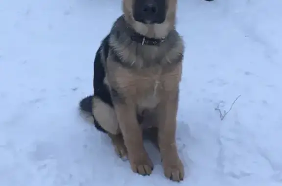 Собаки потеряшки, Санкт-Петербург, фото: Потеряшка щенок Бакс на Ропшинском шоссе, Кипень