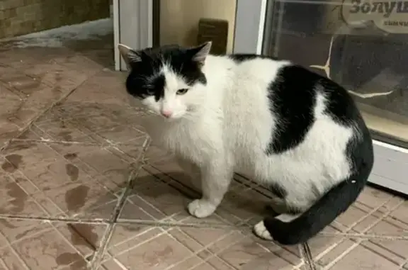Найдена кошка возле Магнита на пр. Маршала Жукова