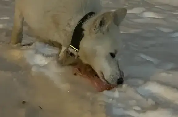 Найдена собака на ул. Аделя Кутуя, Казань