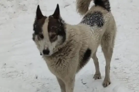 Собака найдена на Вернадского, 83, Москва