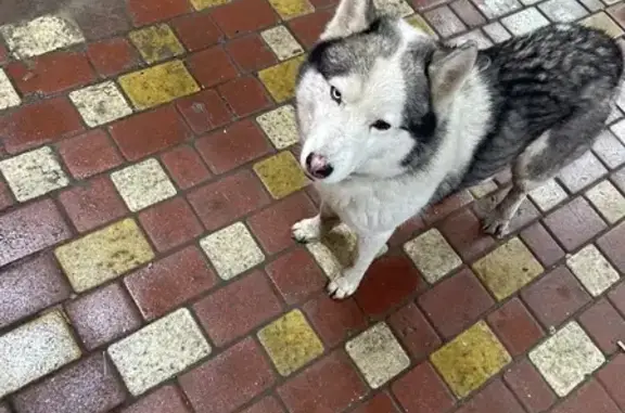 Найдена собака возле мармелада на ул. Землячки, 110Б