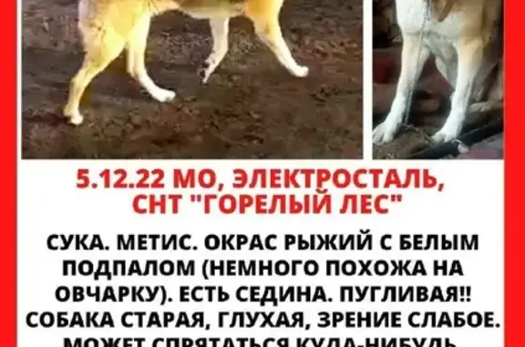 Пропала собака на улице Яблоневая, Электросталь
