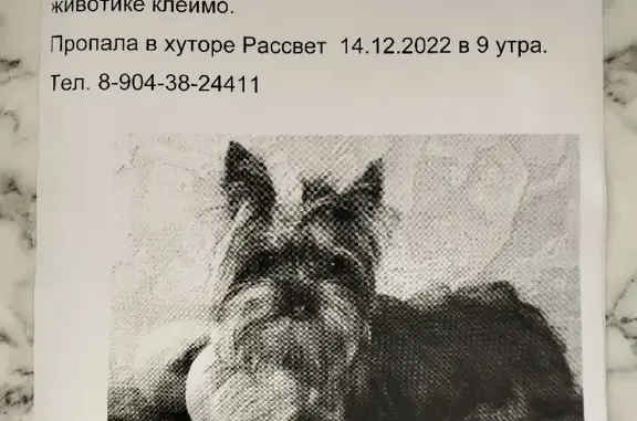 Собаки потеряшки, Анапа, фото: Потеряшка собака на Кубанской улице, 52