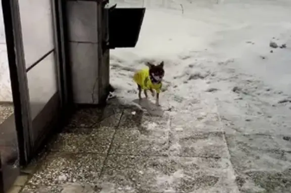 Собака найдена около метро Бурнаковская на Сормовском шоссе