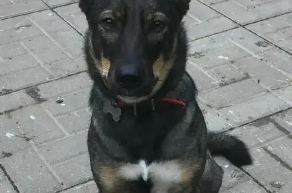 Пропала собака Мальта в Сортавале на ул. Ленина, 24