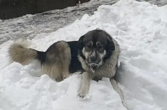 Найдена собака в Мечникова 27, Красногорский район, МО