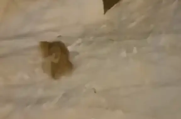 Собаки потеряшки, Санкт-Петербург, фото: Потеряшка собака Мика на улице Художников, 33 к1 в Санкт-Петербурге