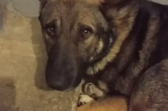 Найдена собака у Муратовского щебзавода