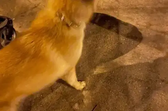 Найдена собака на ул. Серова, 61А, Ставрополь