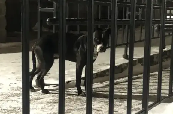 Найден худой черно-белый пес на Оптиков 52 к1