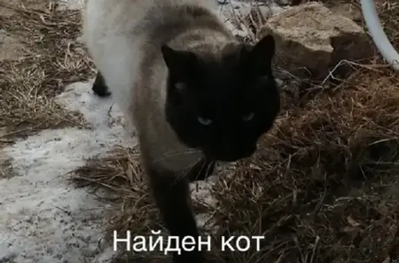 Найден молодой Сиамский кот без ошейника в Приморском крае