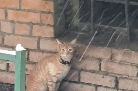 Пропала кошка с Можайского шоссе, 58 в Одинцово