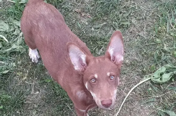 Пропала собака Барни в п. Авиатор, Барнаул