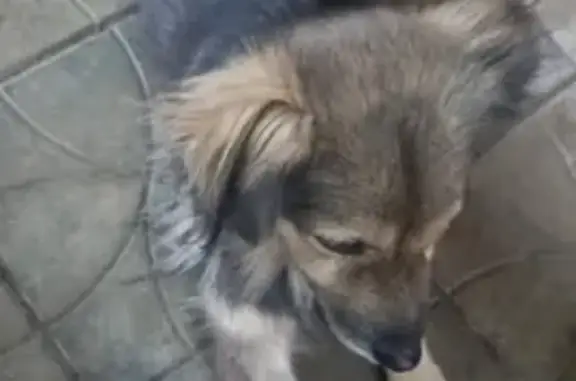 Найдена собака на Российской улице, Краснодар