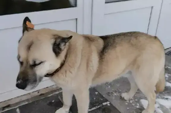 Найдена добрая собака Мальчик Бельгийского Малинуа в Нововолково (А-108)