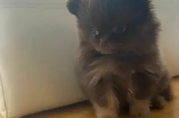 Собаки потеряшки, Санкт-Петербург, фото: Потеряшка мини шпиц на Серебристом бульваре, 5 к1