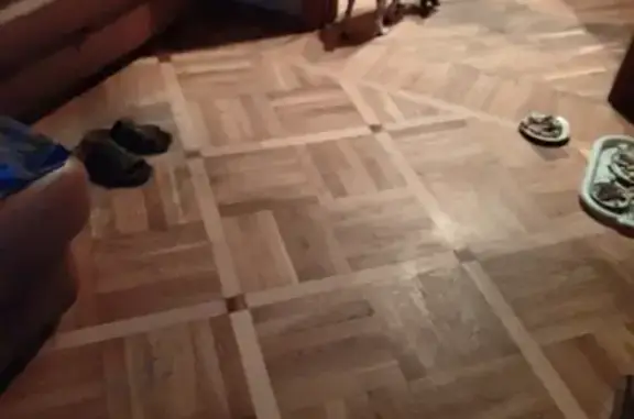 Объявления о пропавших и найденных животных, Ростов-на-Дону, фото: Собака с рыже-белым окрасом на Борисоглебской, 28