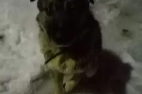 Найдена собака на Ульяновской улице Лихачёва