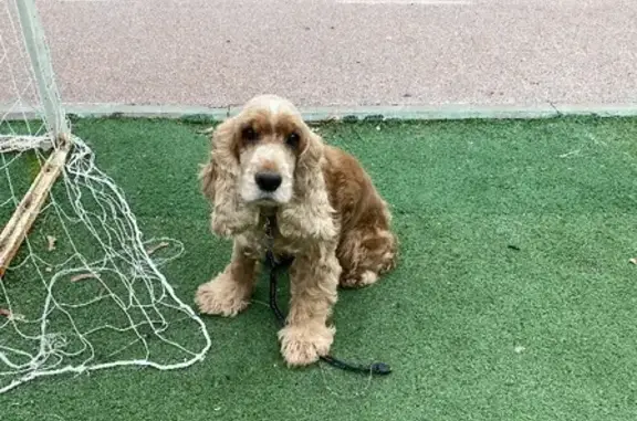 Собаки потеряшки, Санкт-Петербург, фото: Потеряшка собака у магазина КБ на пр. Ударников, СПб
