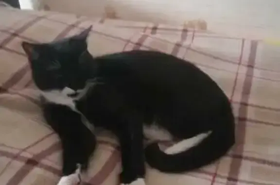 Кошки потеряшки, Санкт-Петербург, фото: Потеряшка кот Найт, Туристская улица 28 к1, СПб