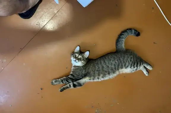 Потерянные животные Уфа, фото: Пропала кошка Шустрик, ул. Ухтомского 16, Уфа