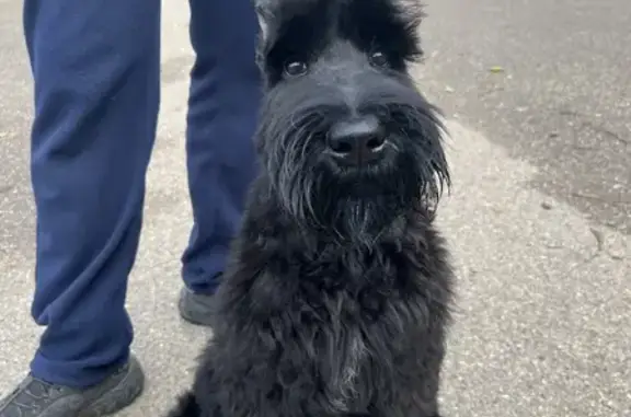Собаки потеряшки, Астрахань, фото: Потеряшка собака Варго возле кафе Премиум, Астрахань