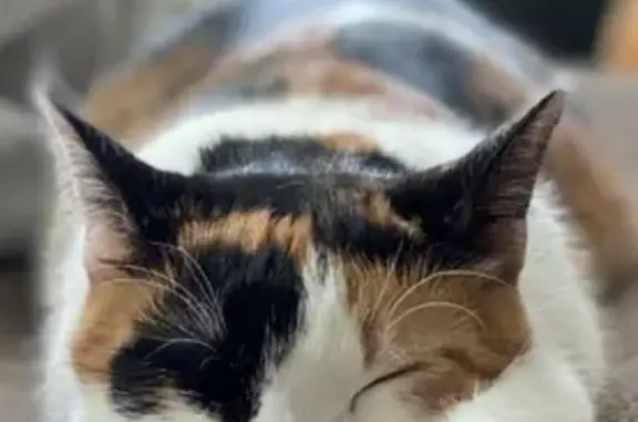 Кошки потеряшки, Санкт-Петербург, фото: Потеряшка кошка Тося на Гатчинской улице, 11