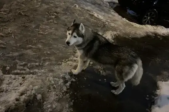 Найдена собака возле дома 22Б на ул. Глушко, Казань