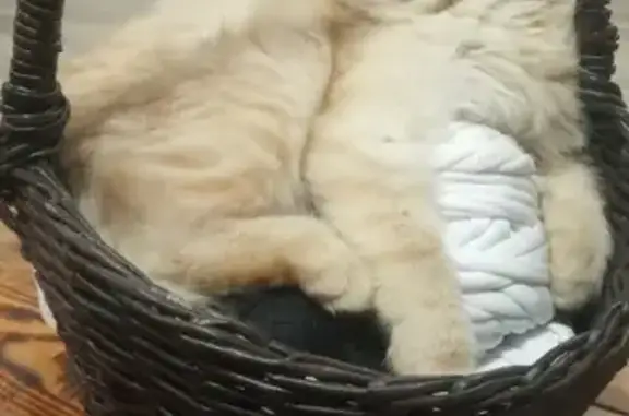 Пропала пушистая персиковая кошка в Метлино