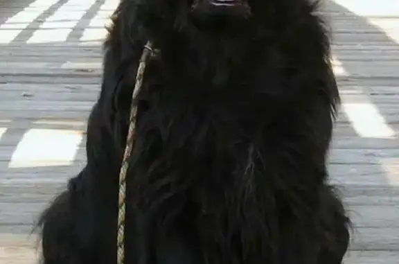 Собаки потеряшки, Смоленск, фото: Потеряшка собака Черри на ул. Ген. Лукина, Смоленск