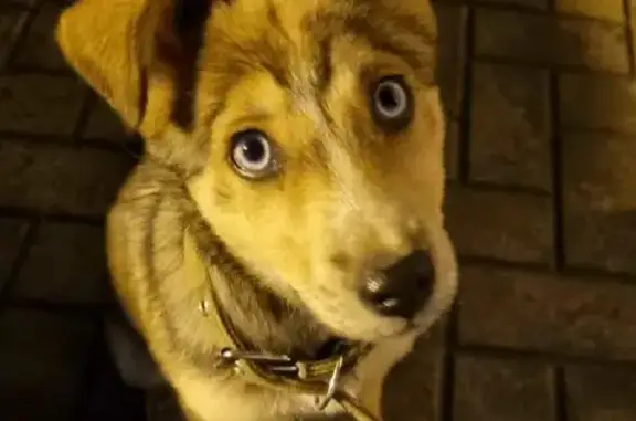 Срочно передержка для найденного щенка на Домбайской улице