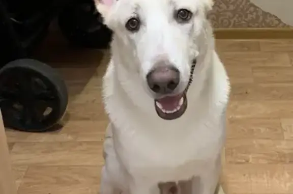 Собаки потеряшки, Калининград, фото: Потеряшка собака на улице Ульяны Громовой, 94, Калининград