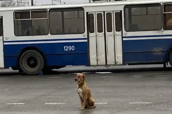 Собака на конечной 15а возле 25 больницы, Волгоград