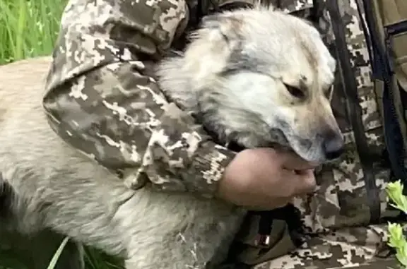 Пропала собака Лайка в Кунашаке 75К-148