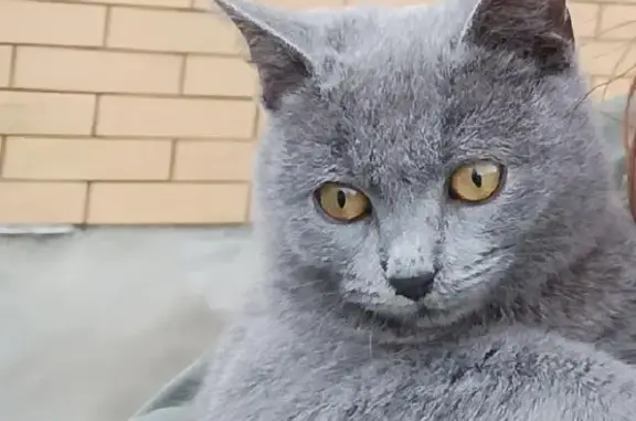Пропал серый котенок Томас на 4-й линии Новочеркасска