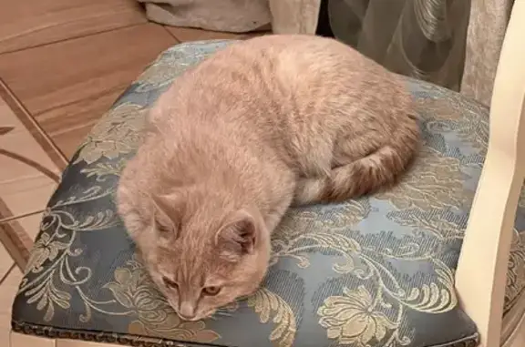 Найдена кошка на Красноармейской, Белгород