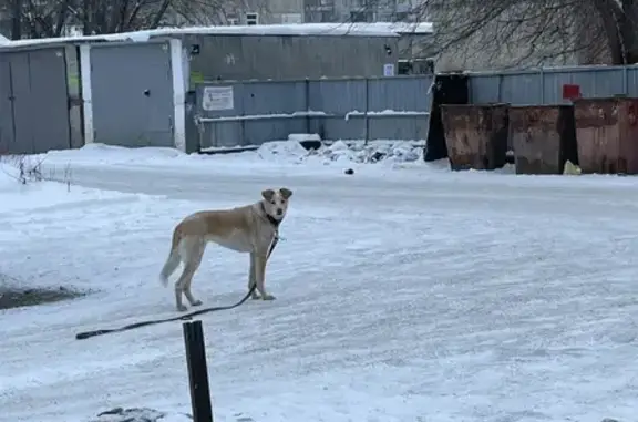 Найдена дружелюбная собака в Барнауле, район Гущинских бань