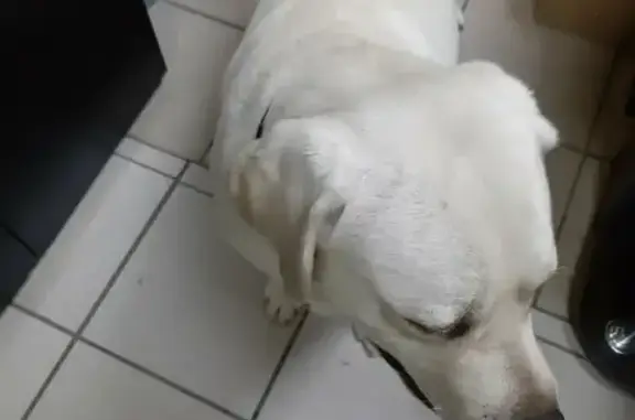 Найденные животные Нижний Новгород, фото: Собака в черном ошейнике ищет временный дом - Нижний Новгород, Удмуртская улица 3