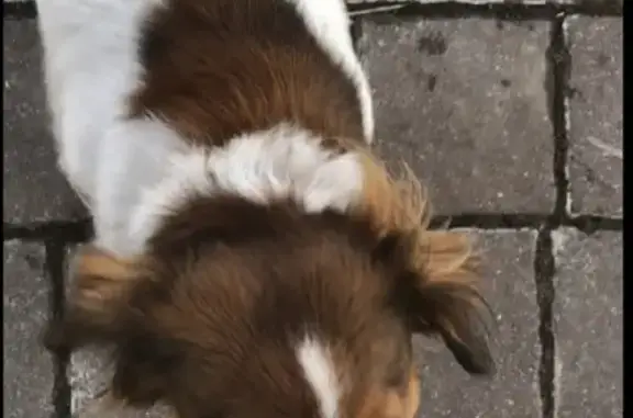 Пропала собака на Таракановском шоссе