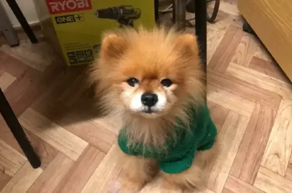 Собака-шпиц в зеленом костюме найдена у школы 