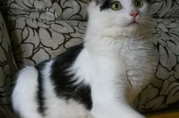 Найден котенок на ул. Чернышевского, 70, Курск