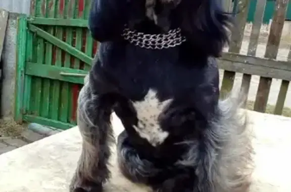 Пропал Рич - черная собака с белой лилией на груди
