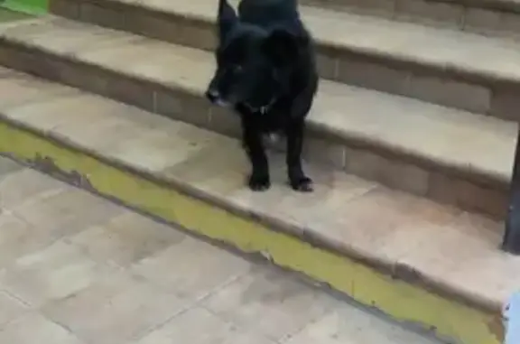 Найдена собака на ул. Валерия Гассия, 22
